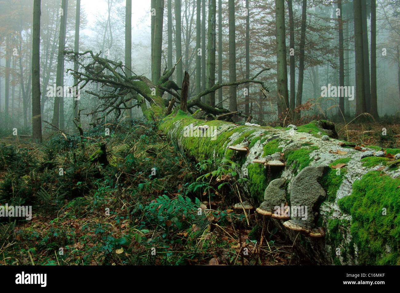 Deadwood Beech (Fagus sylvatica) overgrown with moss and fungus Stock Photo