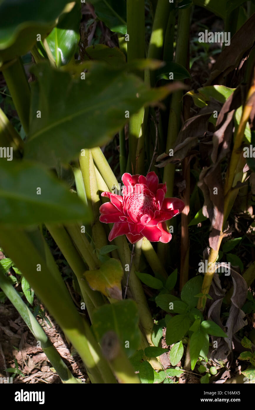 A flower of Torch Ginger (Etlingera elatior). Stock Photo