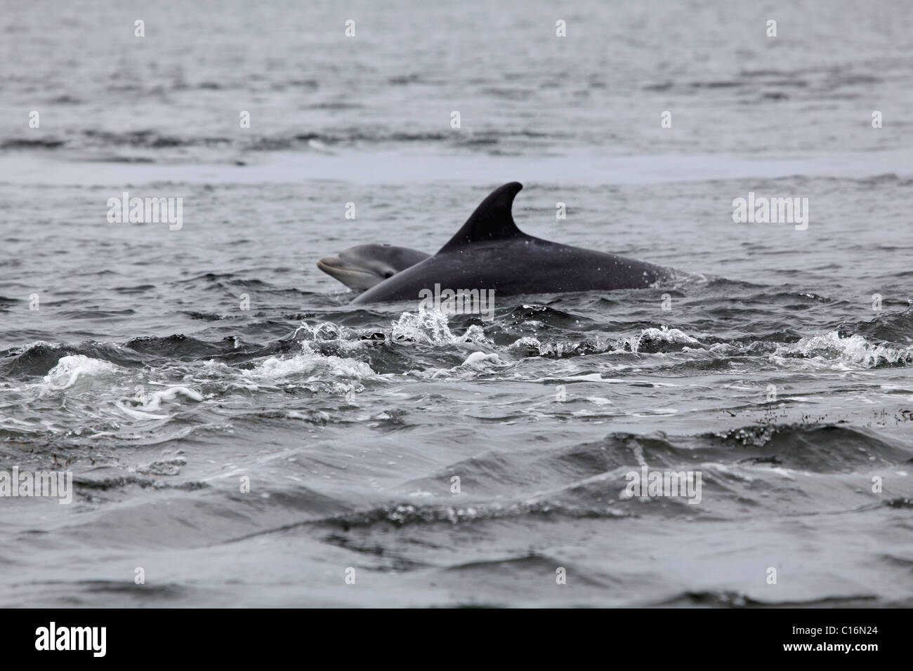 Bottlenose dolphins at Chanonry Point, Black Isle, Scotland, Sept 2010 Stock Photo