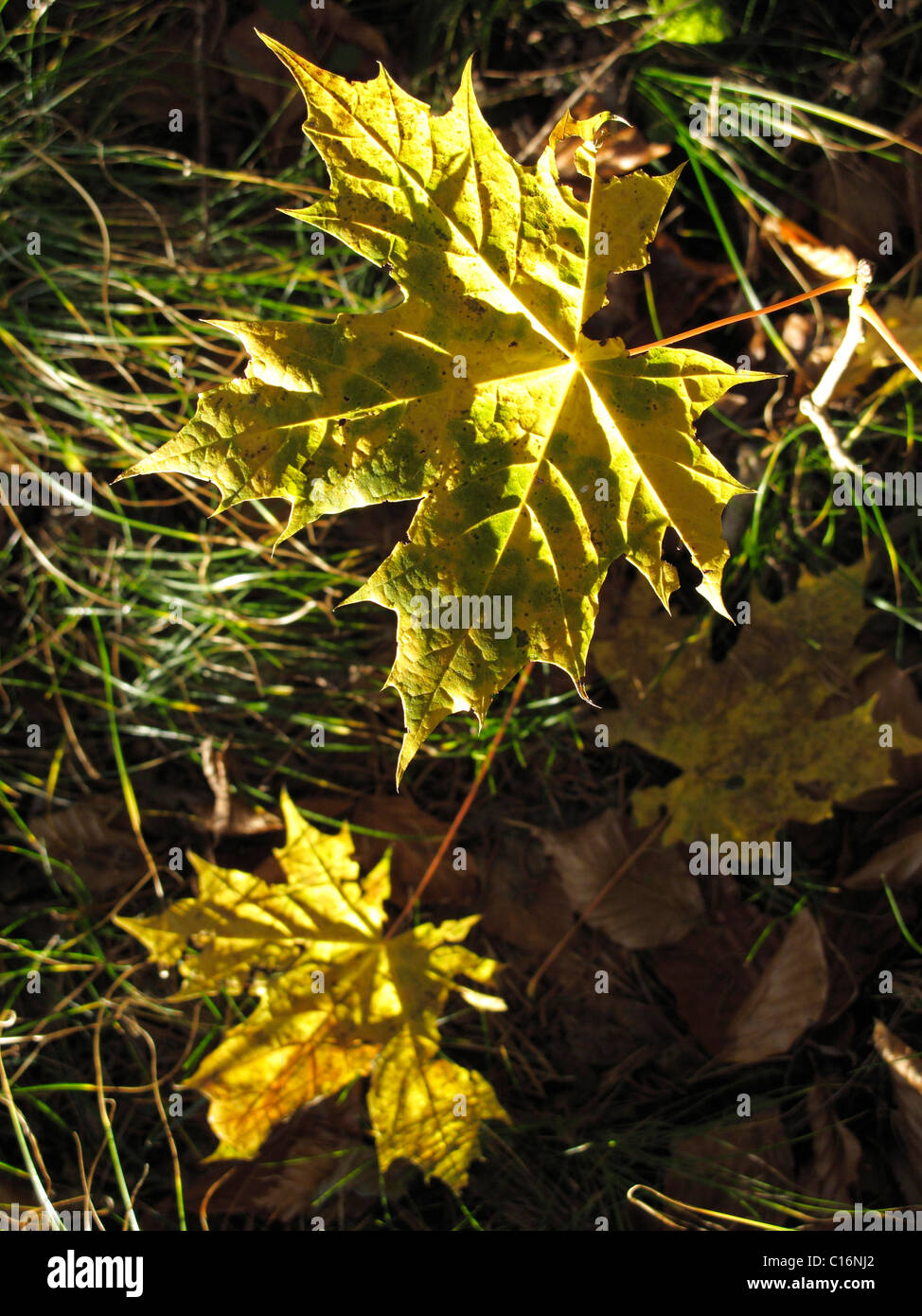 Autumnal leaf of a Norway Maple (Acer platanoides), Bavaria, Germany, Europe Stock Photo