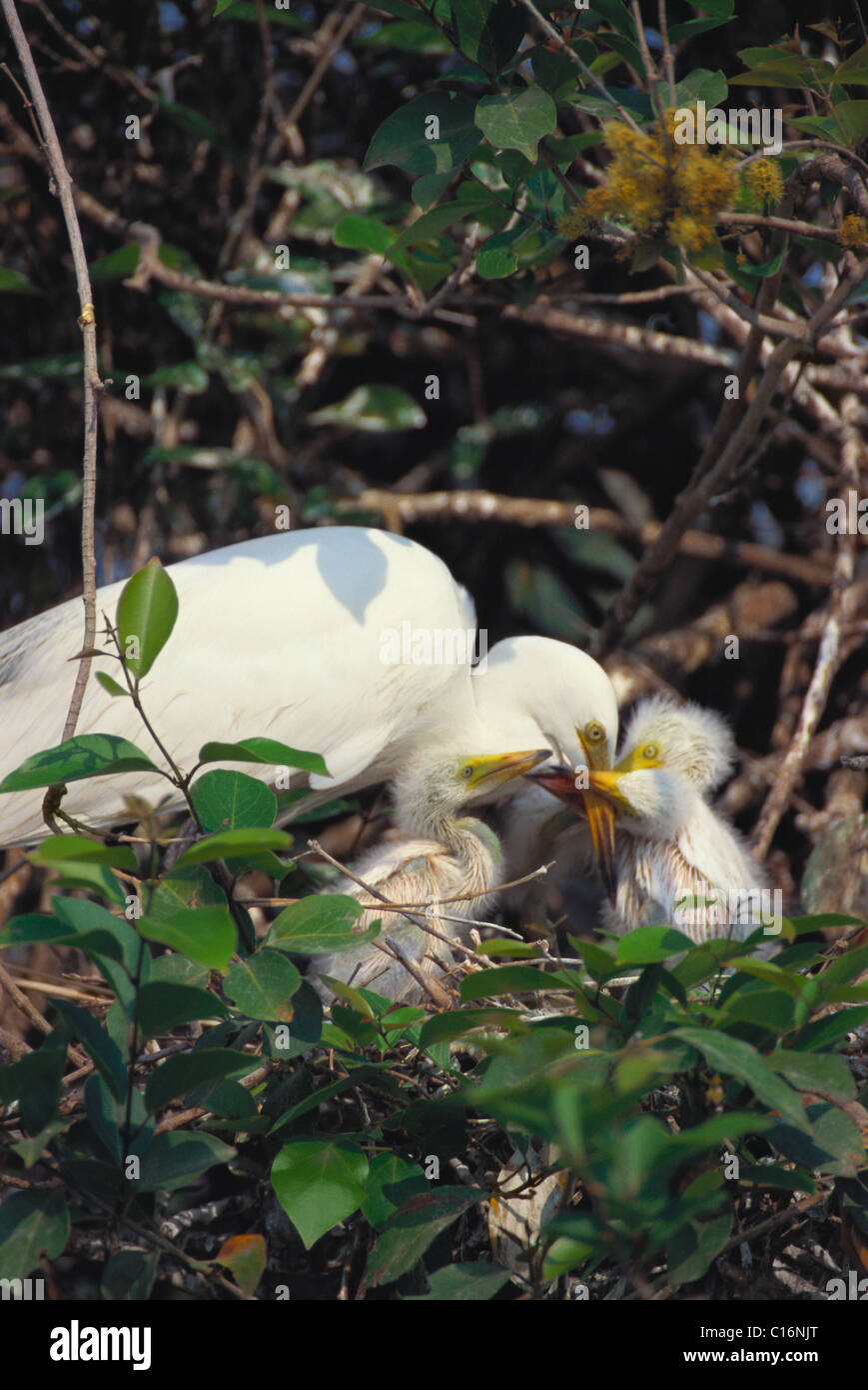 Egret bird or intermediate egret closeup portrait. Snake to Israel and  Palestinian viper Stock Photo - Alamy