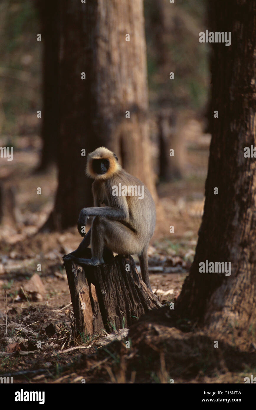 Common langur (Presbytis entellus) sitting on a tree stump, Bandipur National Park, Chamarajanagar, Karnataka, India Stock Photo