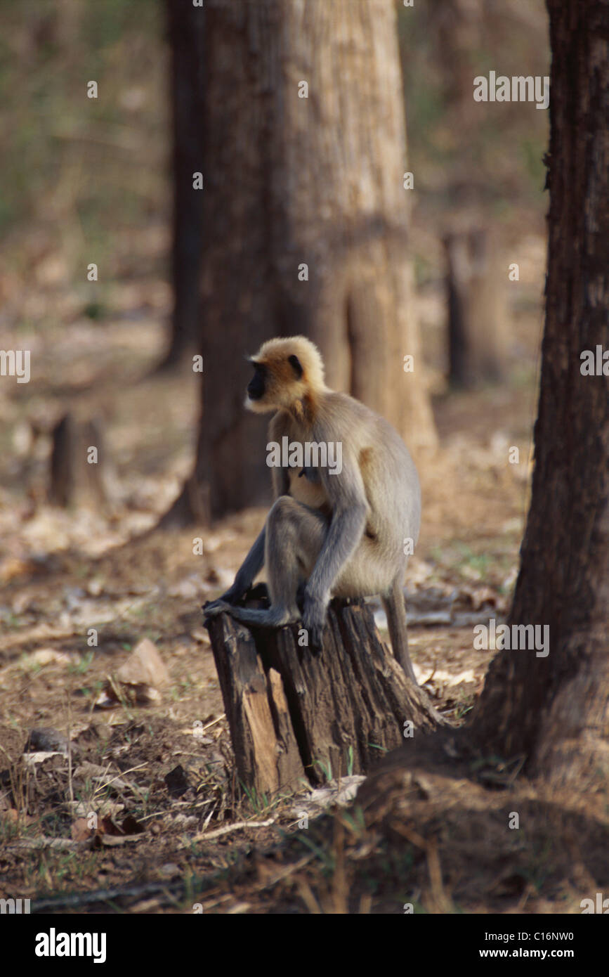 Common langur (Presbytis entellus) sitting on a tree stump, Bandipur National Park, Chamarajanagar, Karnataka, India Stock Photo