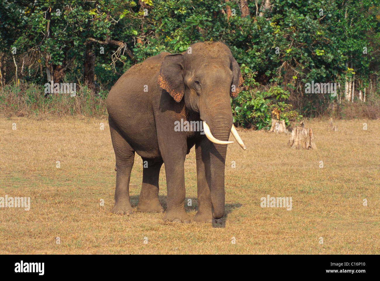 Indian elephant (Elephas maximus indicus) walking in a forest, Bandipur National Park, Chamarajanagar, Karnataka, India Stock Photo