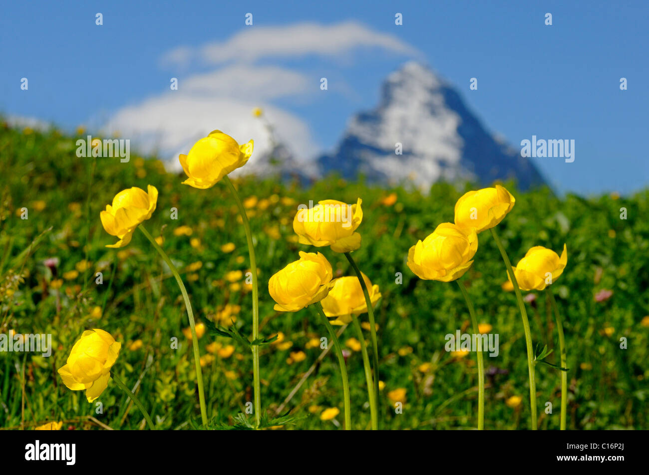 Globe-flower (Trollius europaeus), Eiger summit at back, Switzerland, Europe Stock Photo