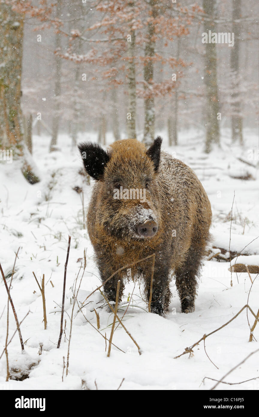 Wild Boar (Sus scrofa), snow Stock Photo - Alamy