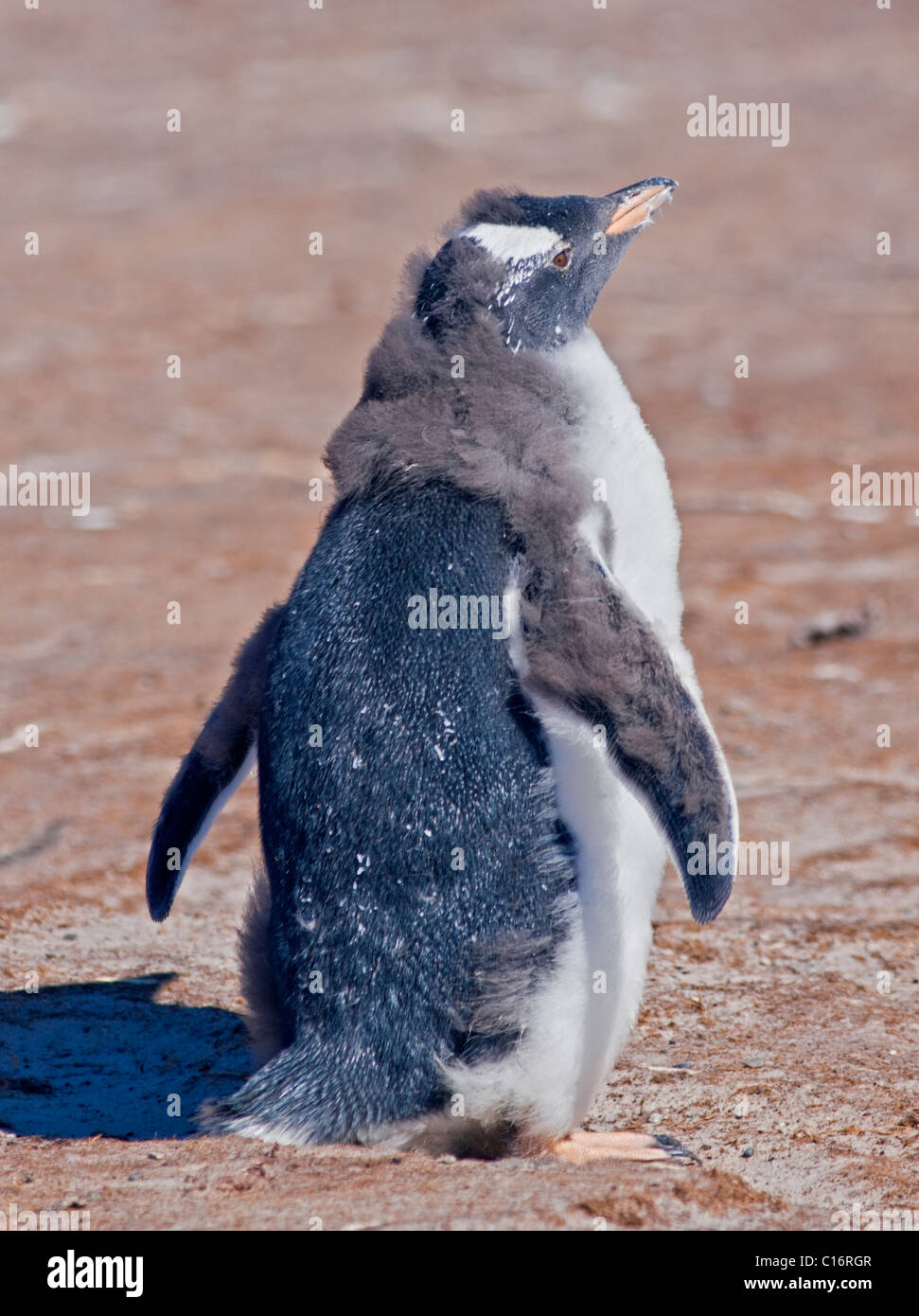 Gentoo Penguin (pygoscelis papua) chick moulting, Saunders Island, Falklands Stock Photo