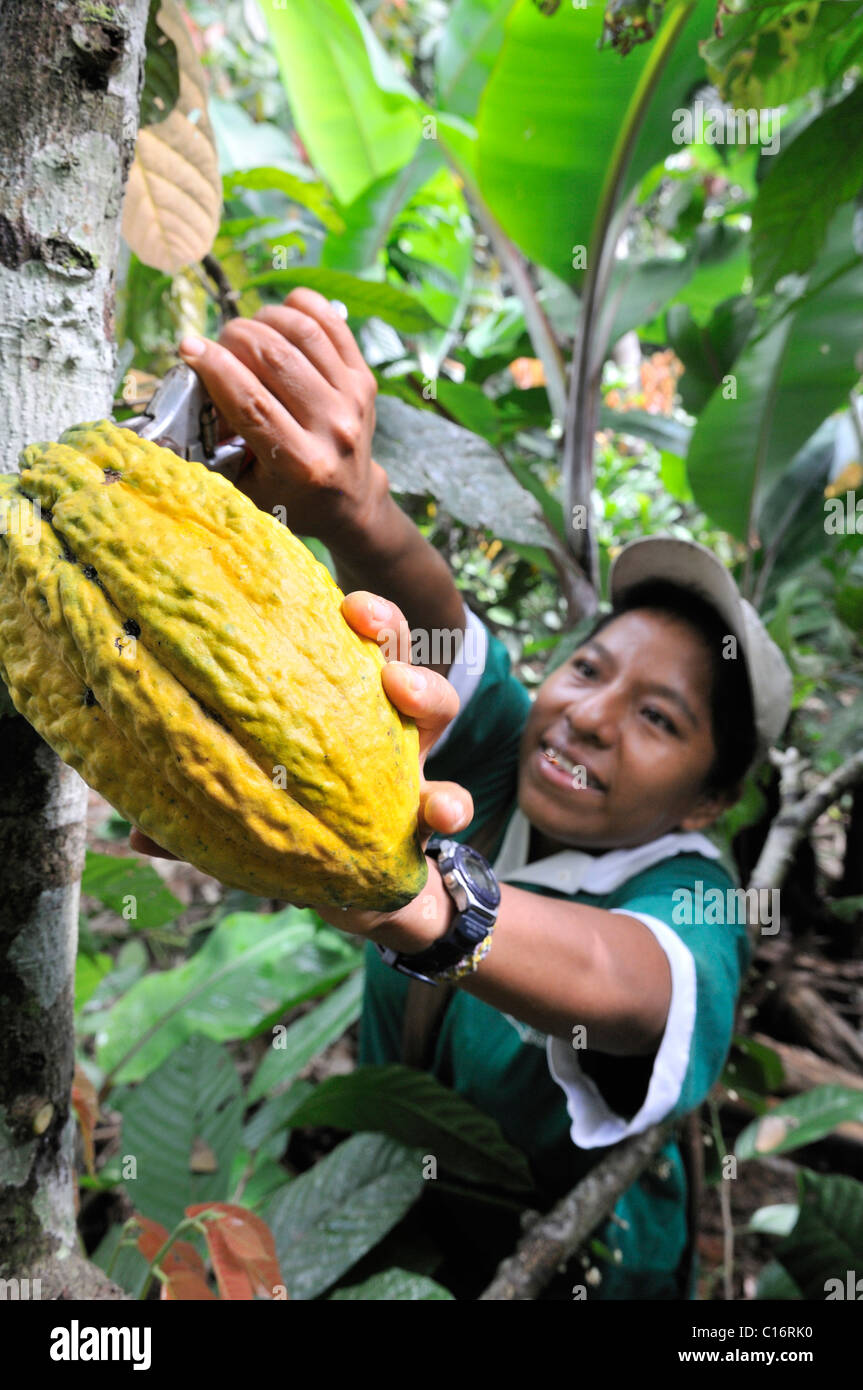 Young woman harvesting cocoa beans, Sapecho, Alto Beni, Bolivia, South