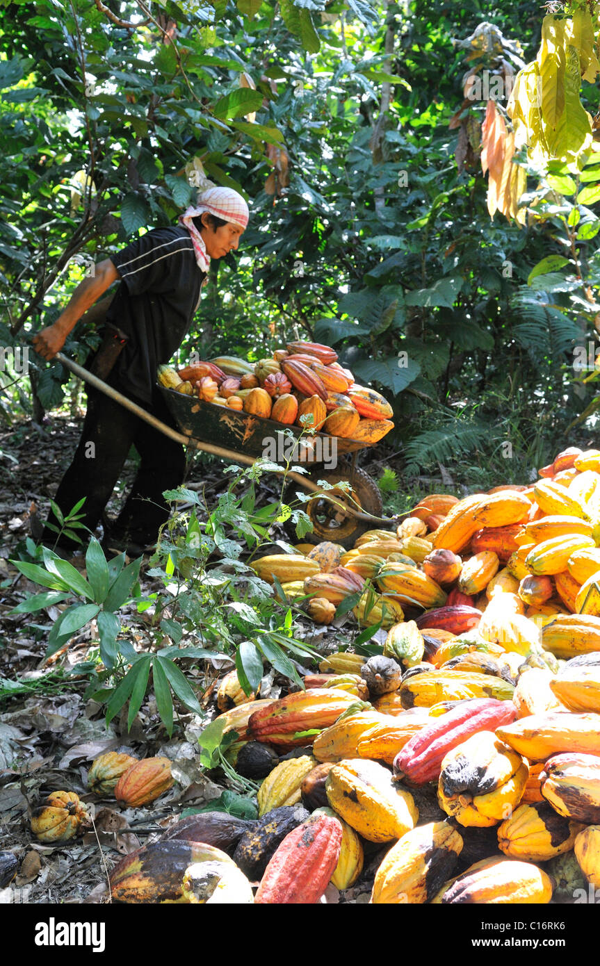 Man with a wheelbarrow harvesting cocoa beans, Sapecho, Alto Beni