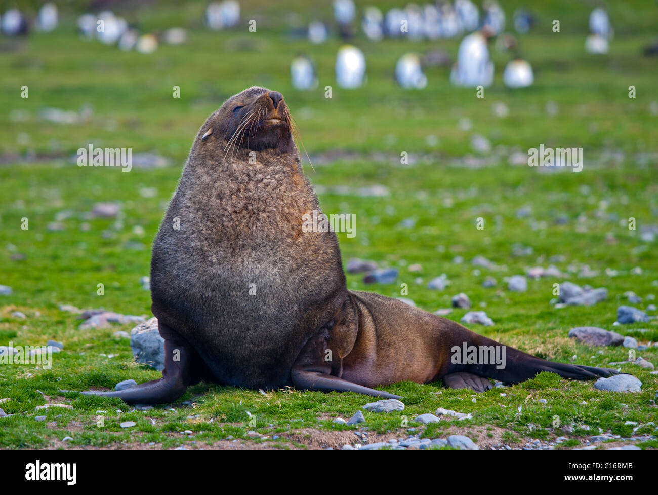 Bull fur seals hi-res stock photography and images - Alamy