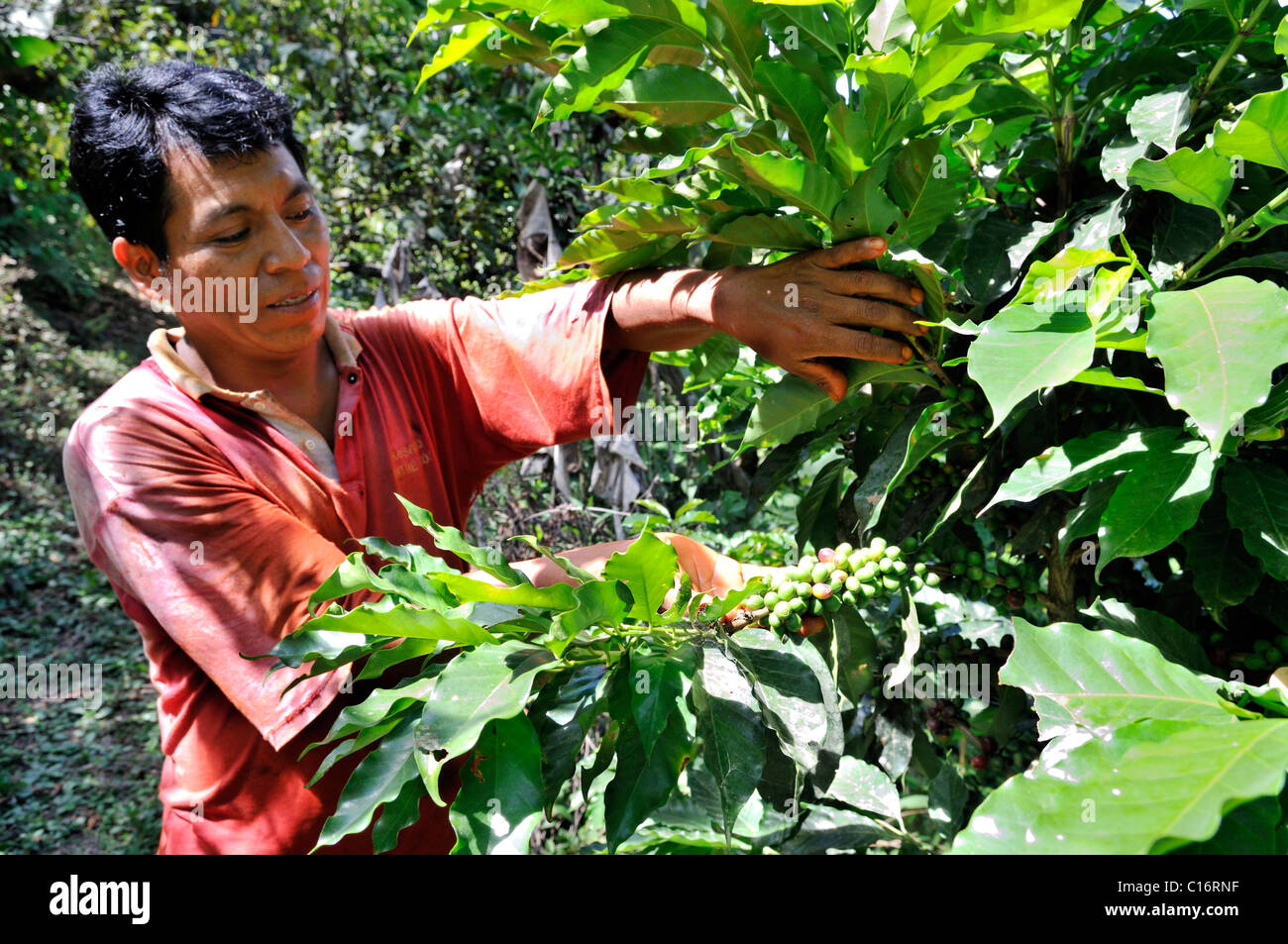 Farmer harvesting organic coffee, Fair Trade, Via Exaltacion, Caranavi