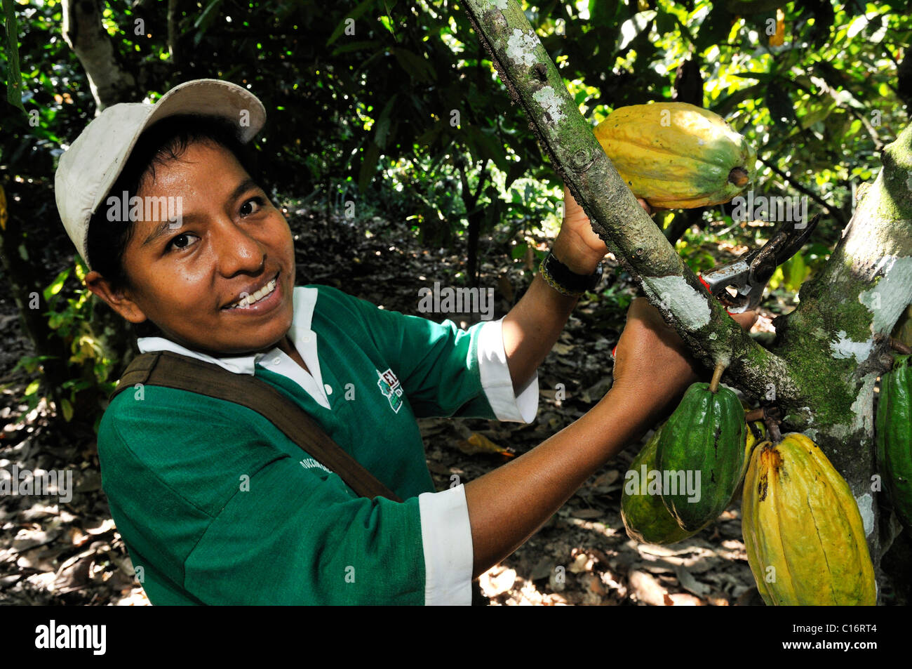Young woman harvesting cocoa beans, Sapecho, Alto Beni, Bolivia, South America Stock Photo Alamy