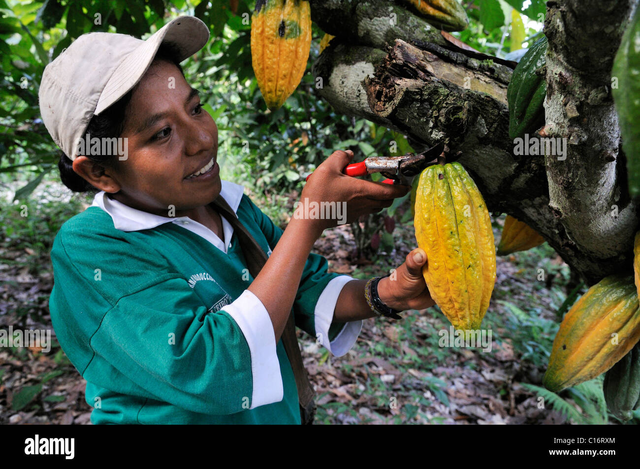 Young woman harvesting cocoa beans, Sapecho, Alto Beni 