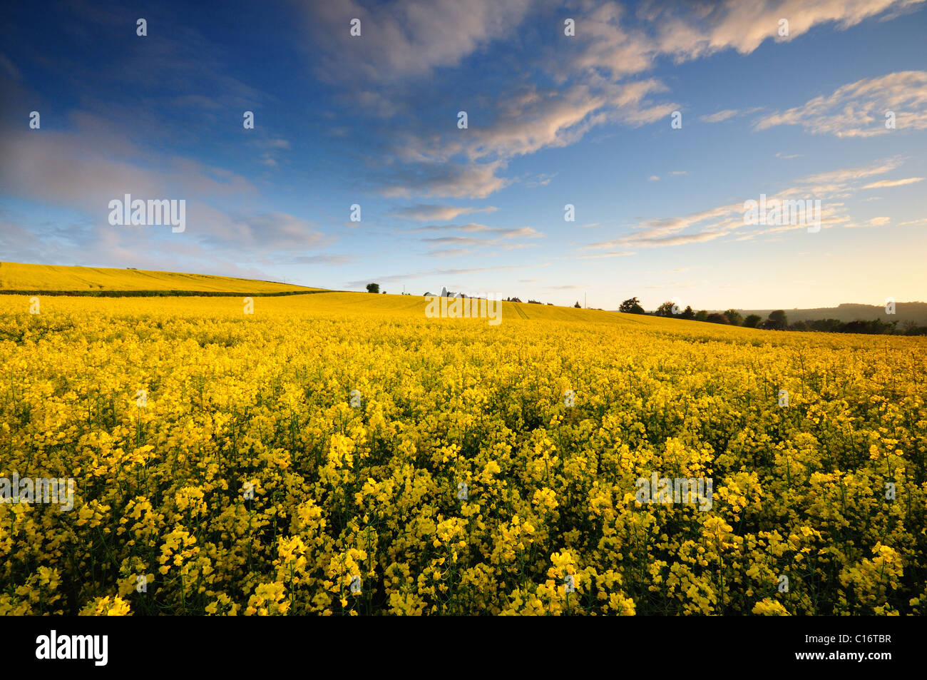 A conola (Brassica napus) or rapeseed field at sunset. Stock Photo
