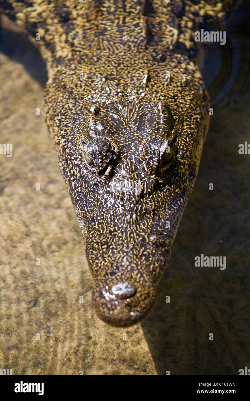 Crocodilia, often referred to as Crocodile (Crocodilia) in the water, Botswana, Africa Stock Photo