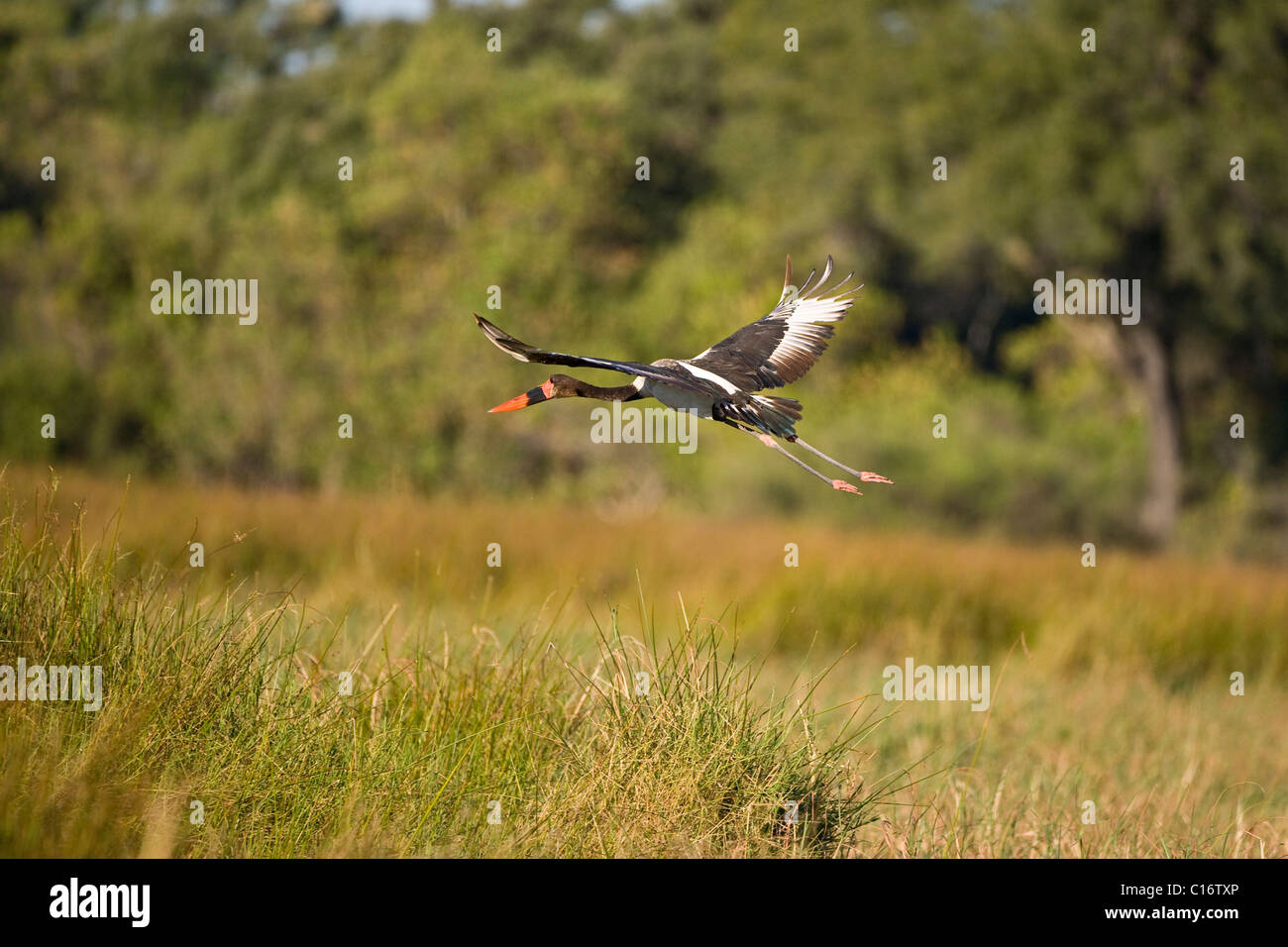 Saddle-billed Stork (Ephippiorhynchus senegalensis) flying, Okavango Delta, Botswana, Africa Stock Photo