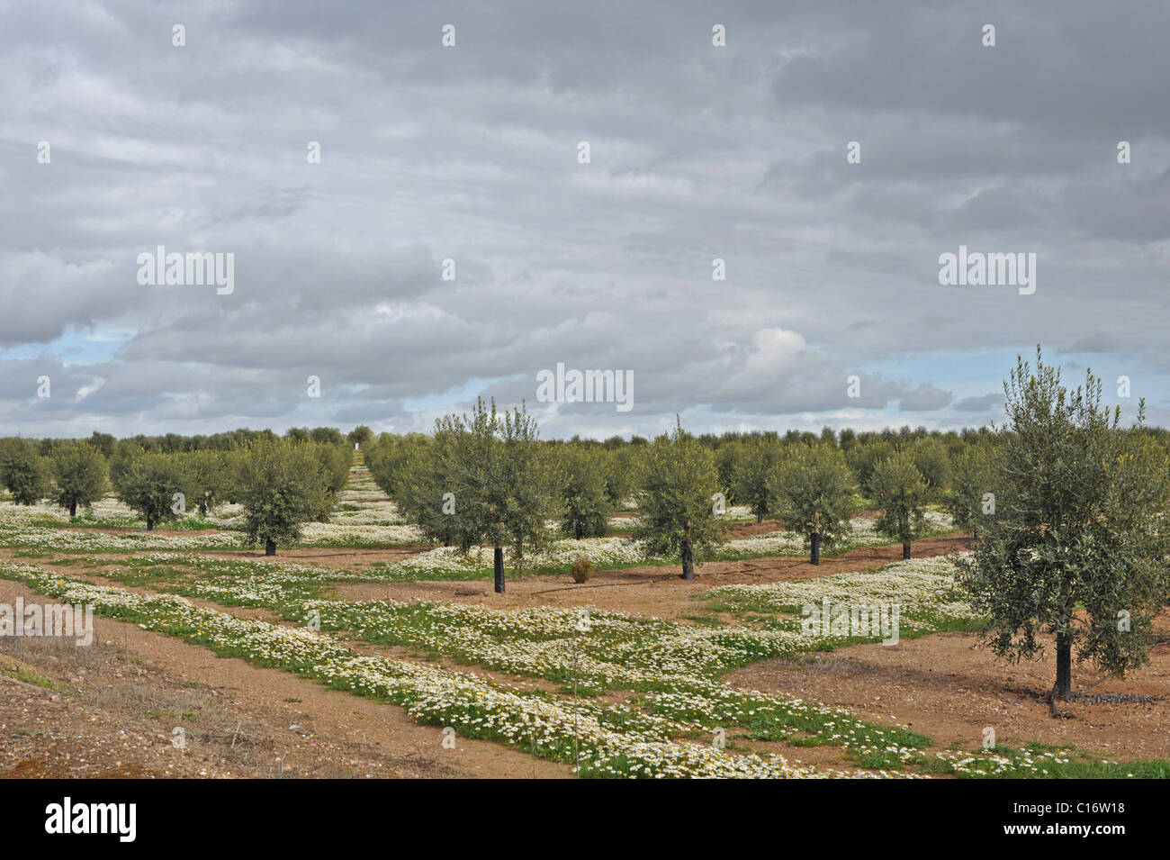 Wild flowers growing among olive trees, Moura, Alentejo, Portugal Stock