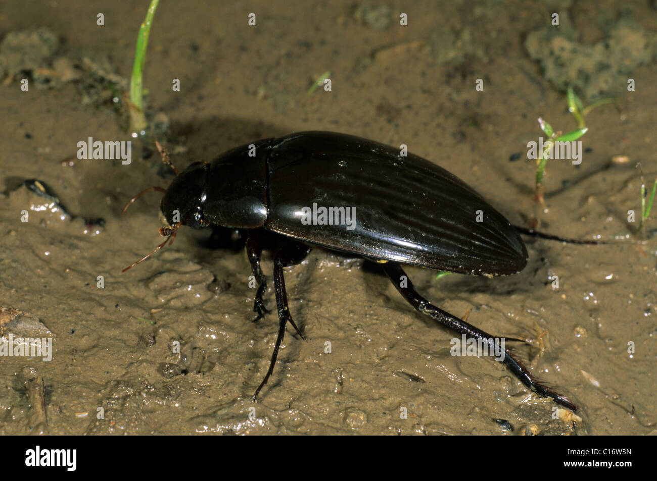 Great Silver Beetle or Giant Water Beetle (Hydrous piceus), Hortobagy