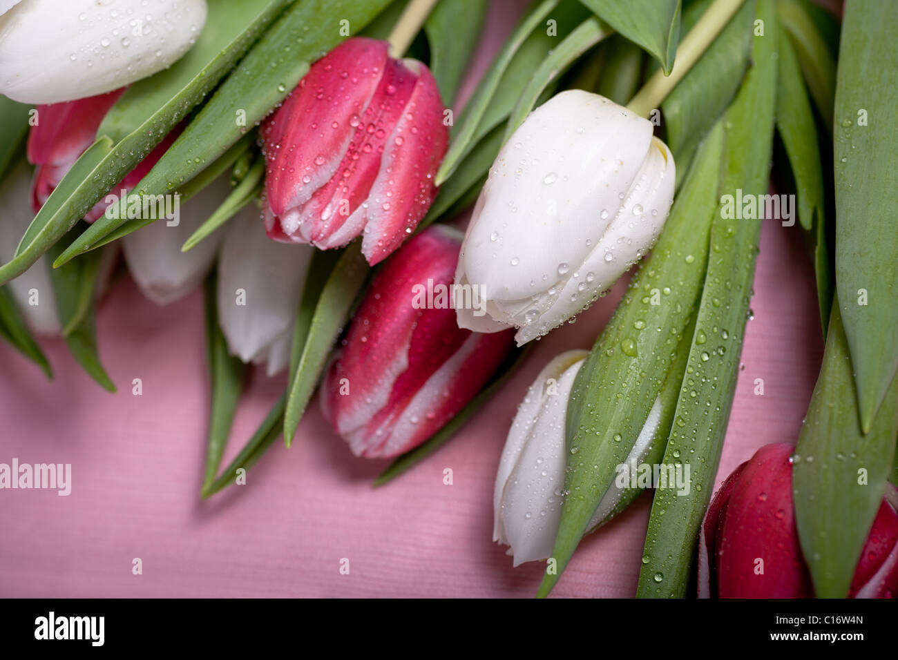 bunch of tulips Stock Photo - Alamy
