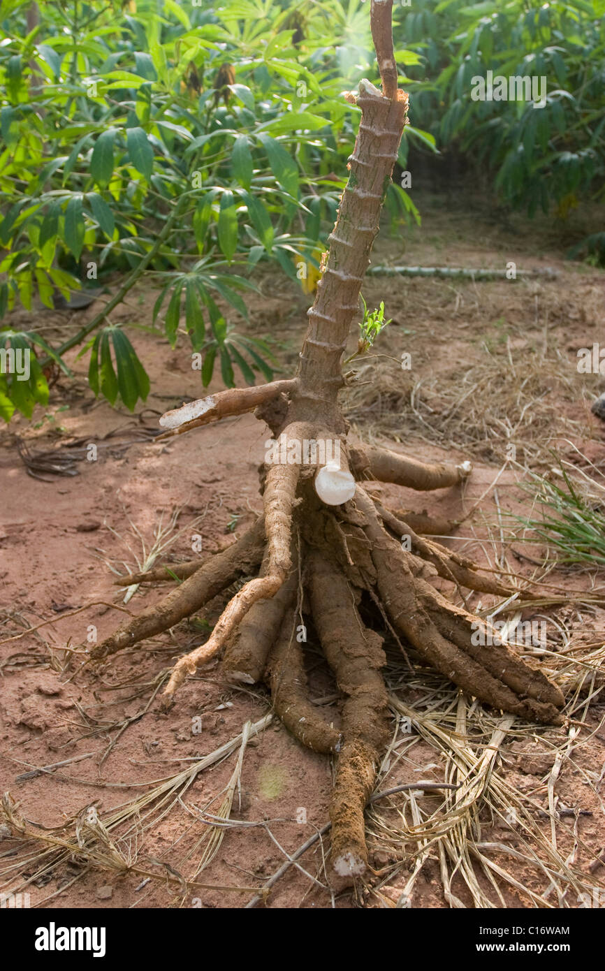 A close up of the starchy roots of cassava (Manihot esculenta) plantation in Thailand. Stock Photo
