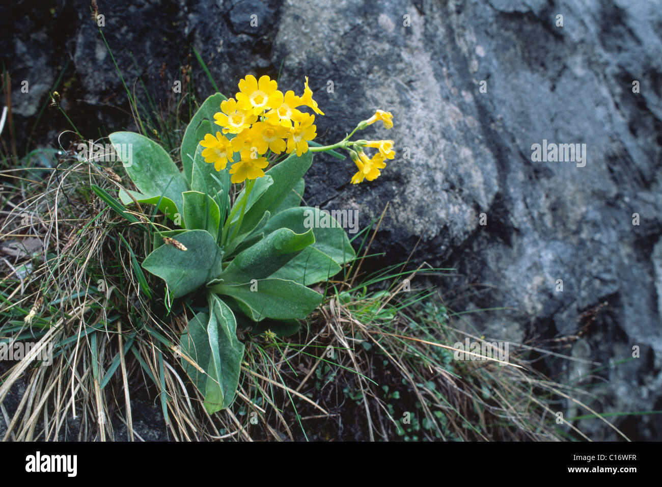 Auricula or Bear's ear (Primula auricula), North Tirol, Austria, Europe Stock Photo