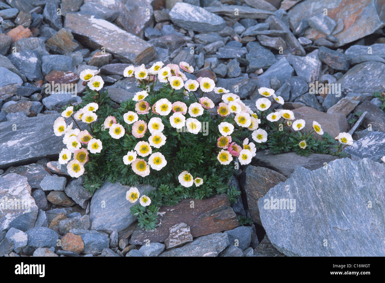 Glacier Crowfoot or Glacier Buttercup (Ranunculus glacialis), National Park Hohe Tauern, East Tirol, Austria, Europe Stock Photo