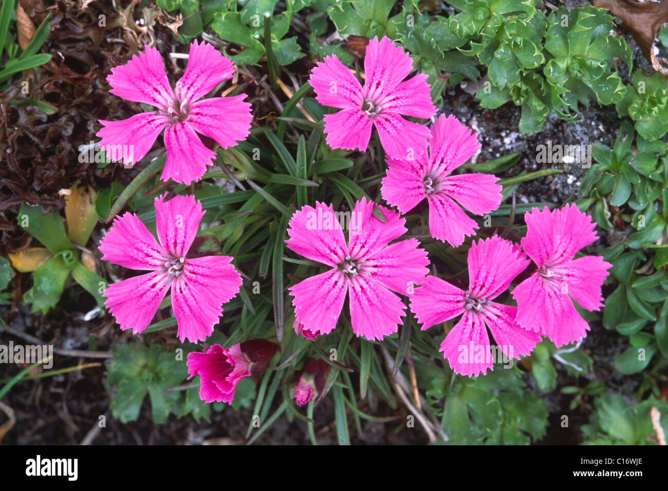 Alpine pinks (Dianthus alpinus), North Tirol, Austria, Europe Stock Photo