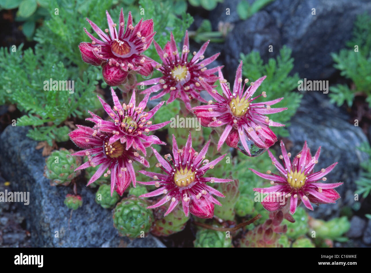 Houseleeks or Liveforever (Sempervivum), North Tirol, Austria, Europe Stock Photo