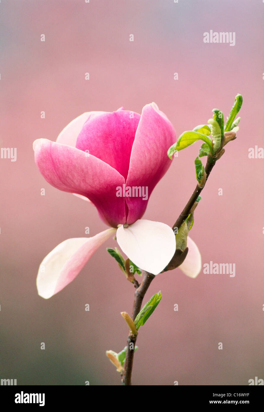 Saucer Magnolia (Magnolia x soulangeana) Stock Photo