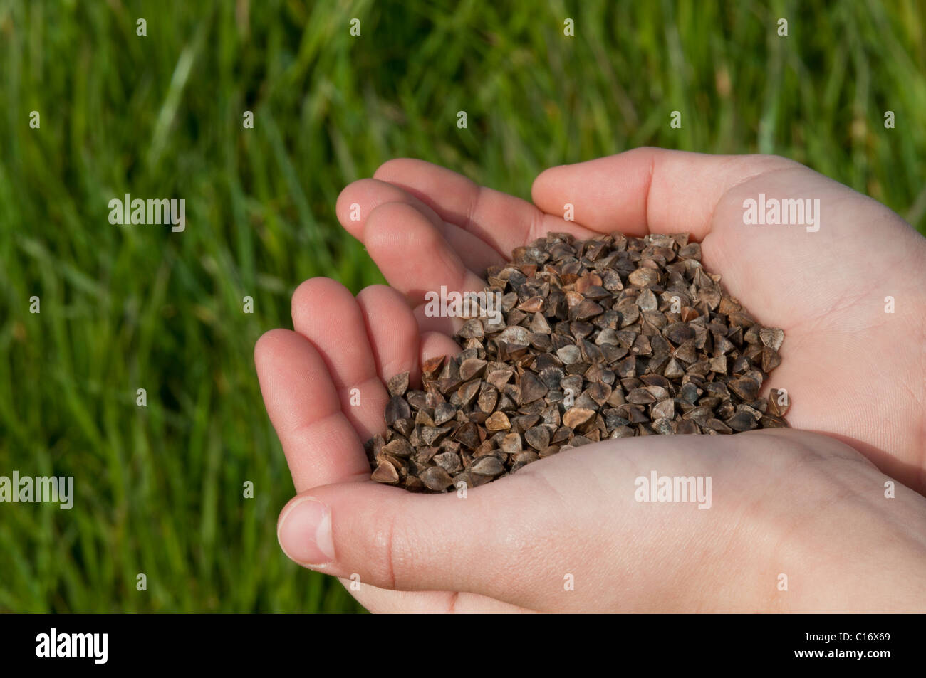 Child holding buckwheat seeds , Organic farming close-up Stock Photo