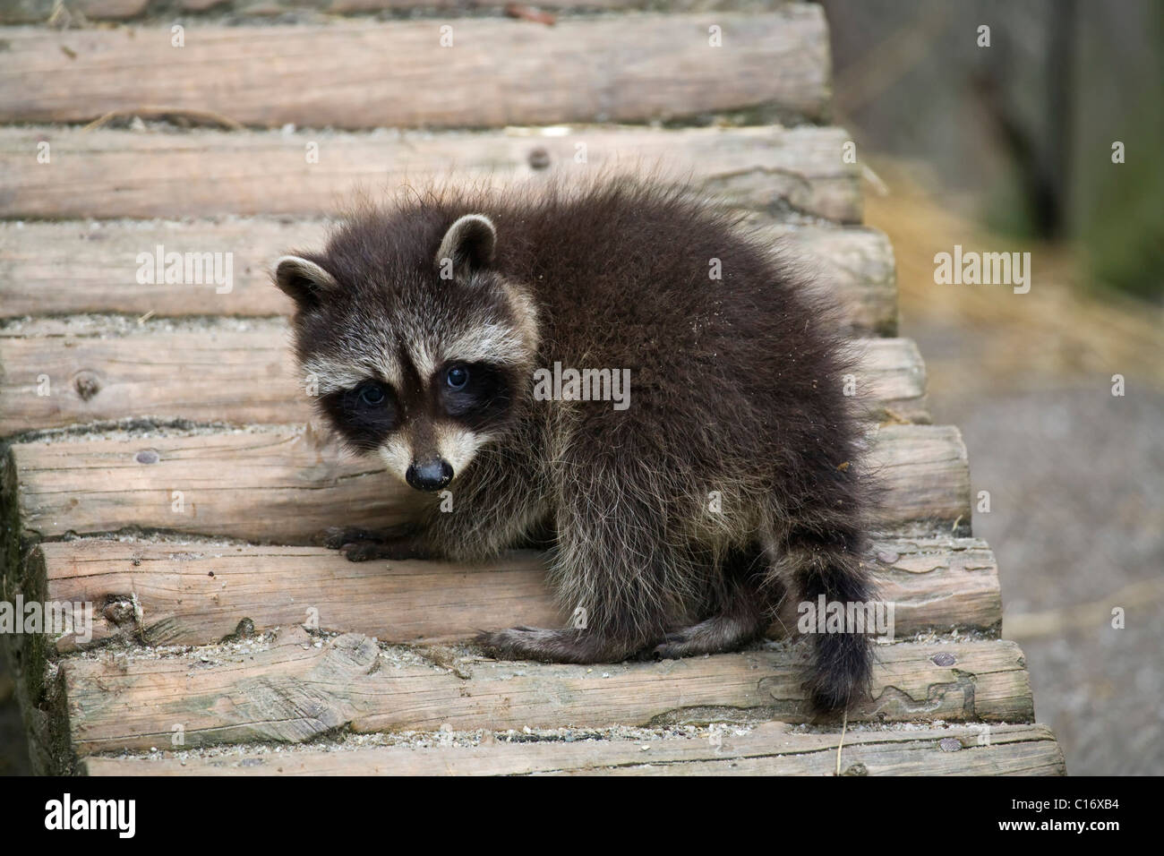 Young raccoon (Procyon lotor) Stock Photo
