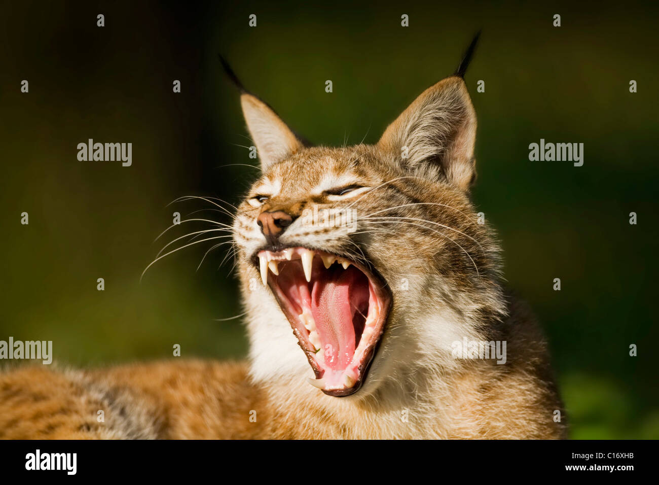 Eurasian Lynx (Lynx lynx) yawning, Bavaria, Germany, Europe Stock Photo