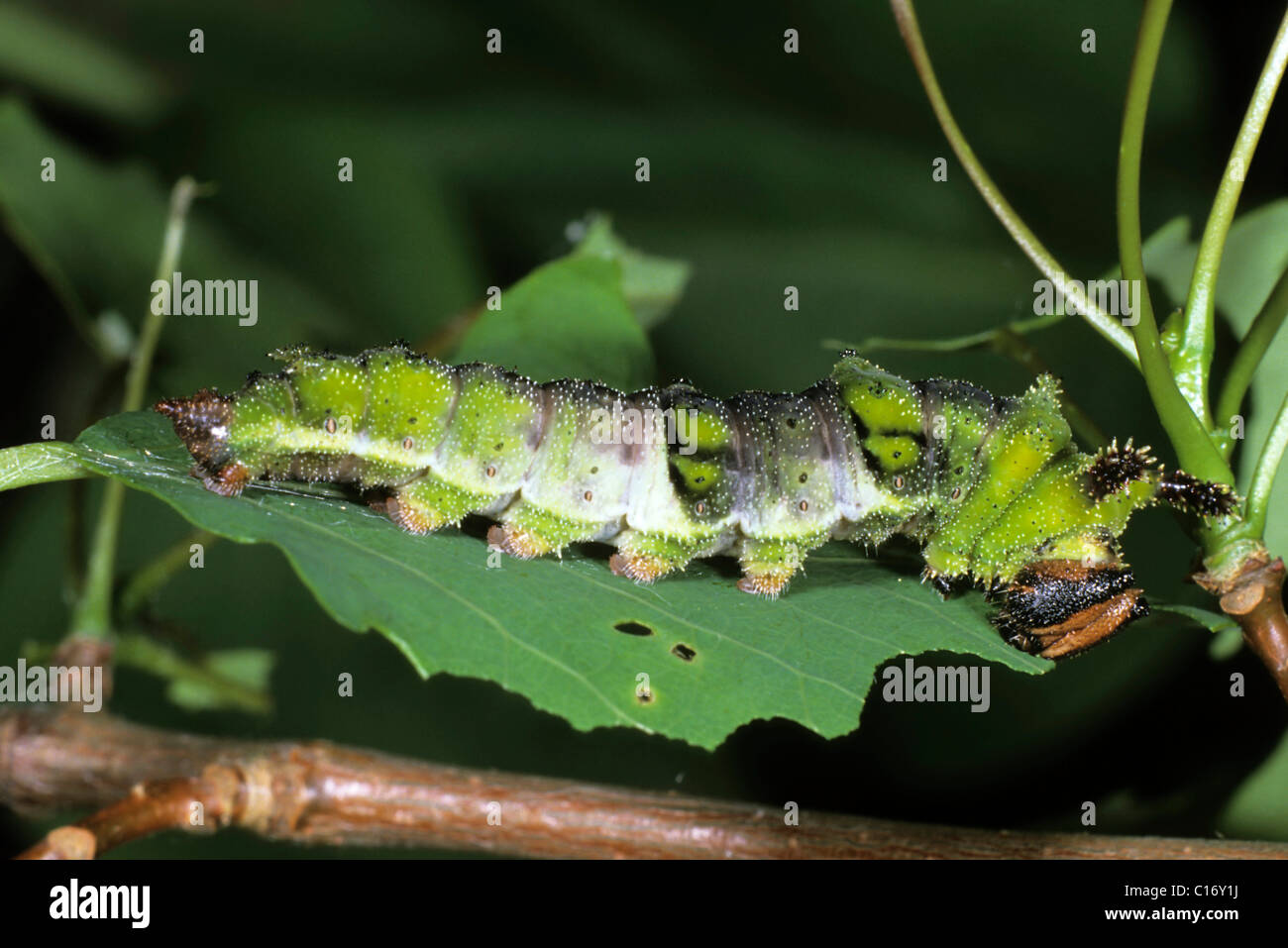 Poplar Admiral (Limenitis populi), caterpillar Stock Photo
