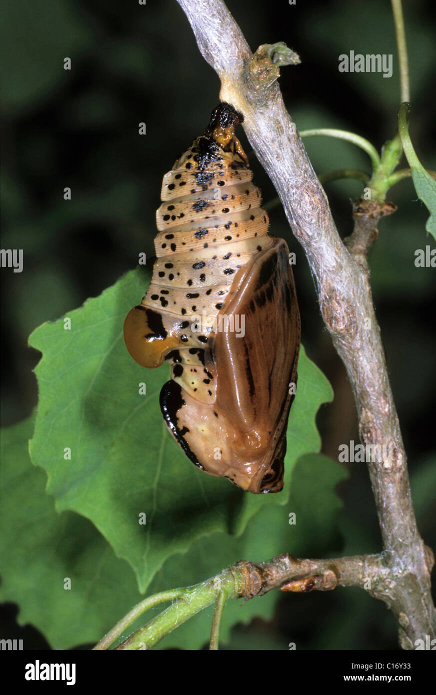 Poplar Admiral (Limenitis populi), cocoon Stock Photo