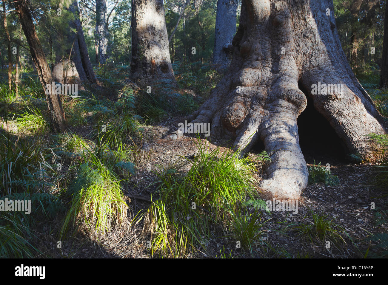 Tingle trees along Ancient Empire boardwalk in Valley of the Giants, Walpole, Western Australia, Australia Stock Photo