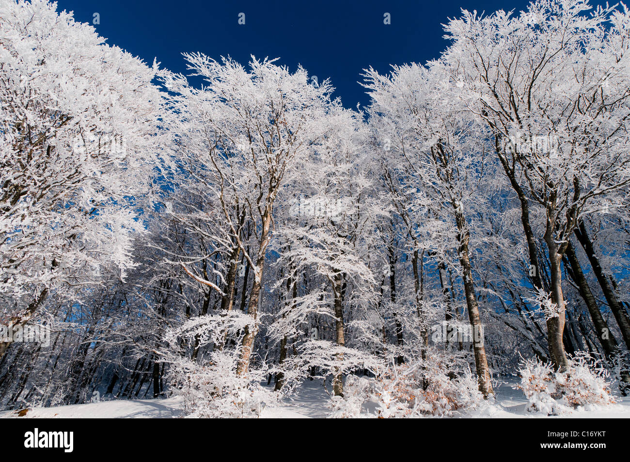 Beech forest in winter. Slivnica, Slovenia. Stock Photo