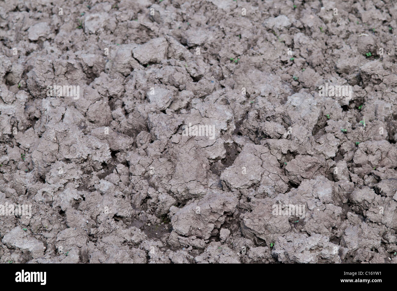 arid land with sprouts Cultivation Stock Photo Alamy