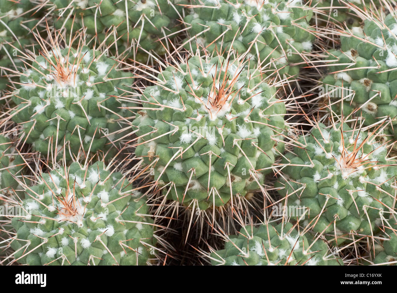 Genus Cochemiea a Cactus of the Deserts of Mexico Stock Photo