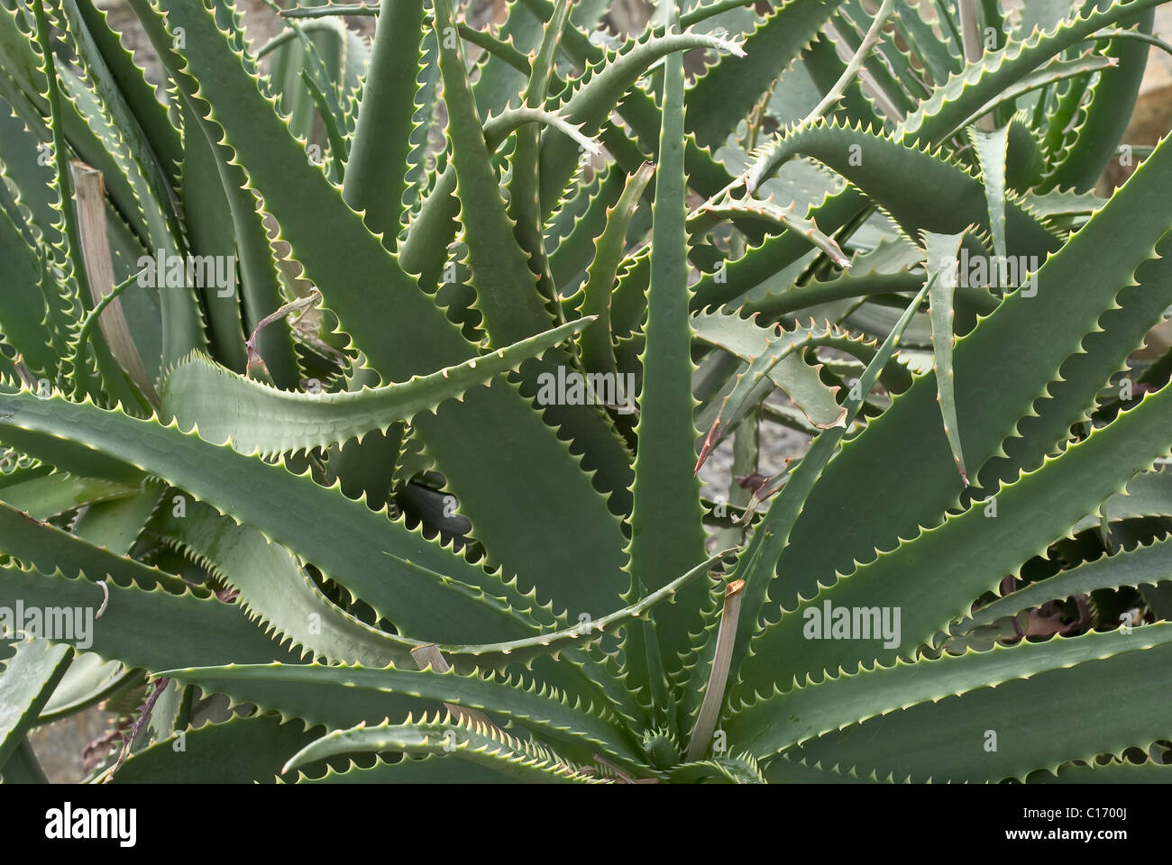 Aloe Plant used in Healthcare and Medicine Stock Photo