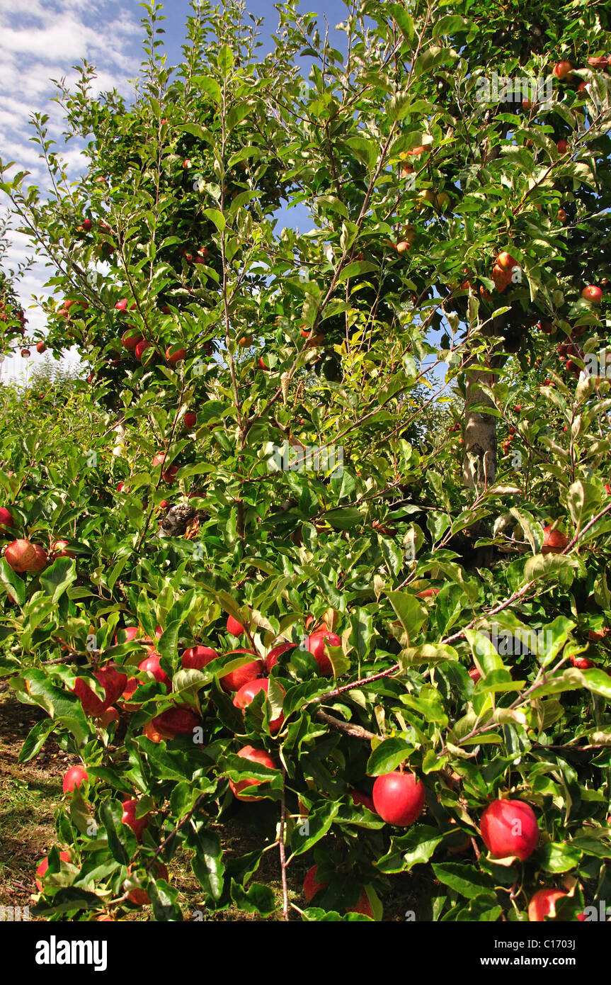 New zealand fruit trees hires stock photography and images Alamy