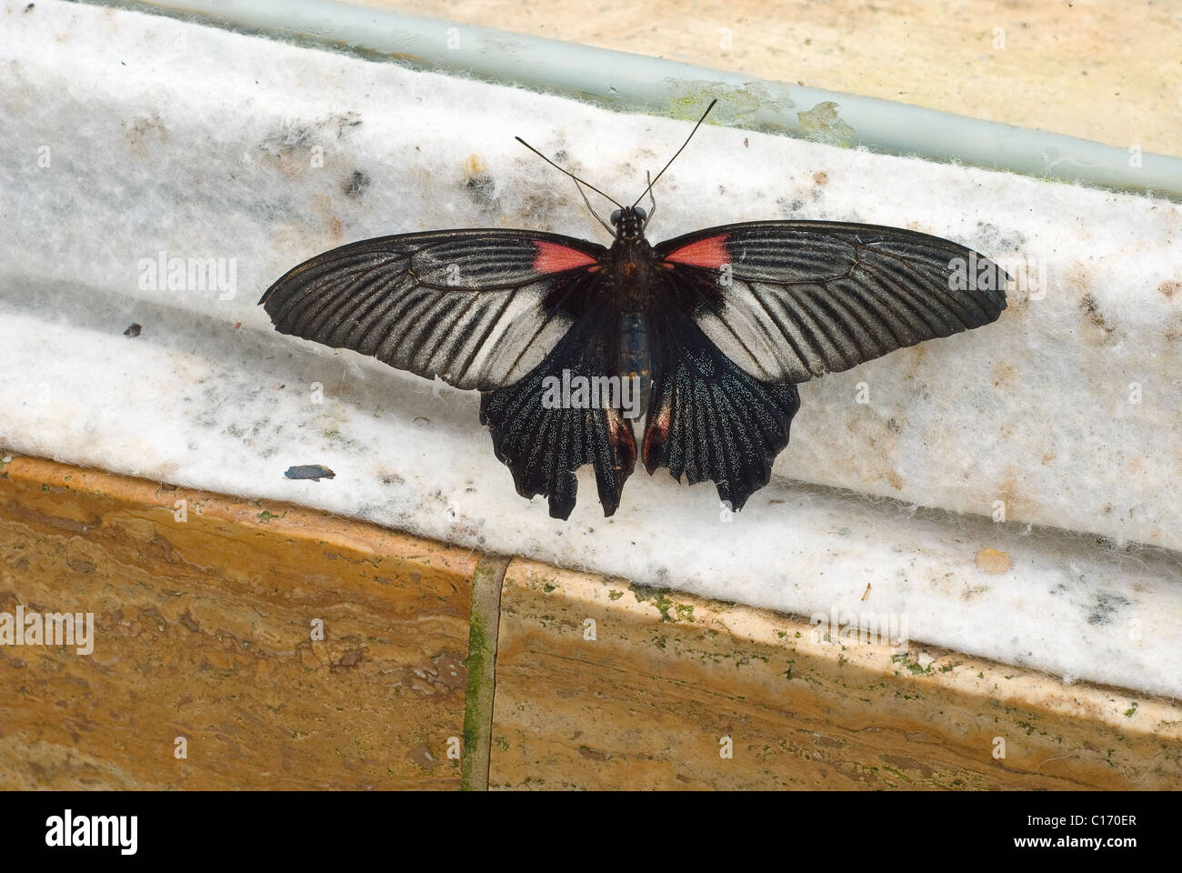 Great Mormon Butterfly found in South Asia Stock Photo