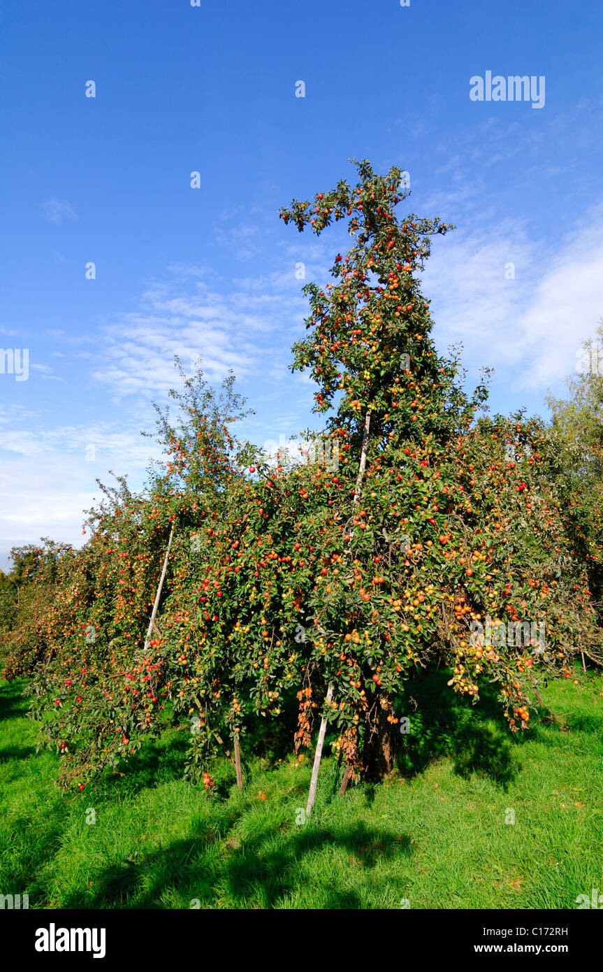 Apple trees on an orchard Stock Photo