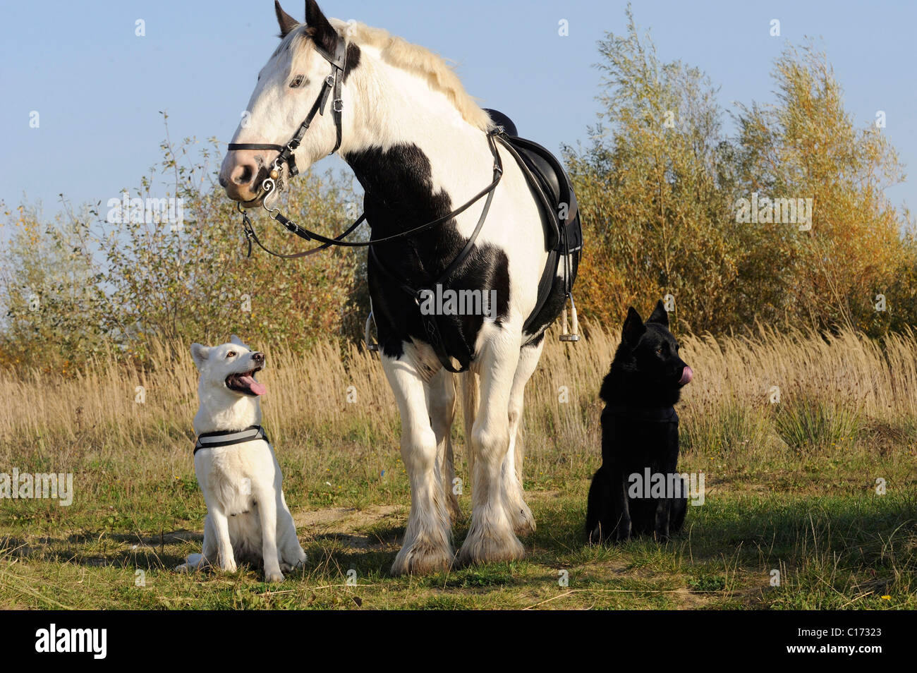 A horse and two dogs, black and white Stock Photo - Alamy