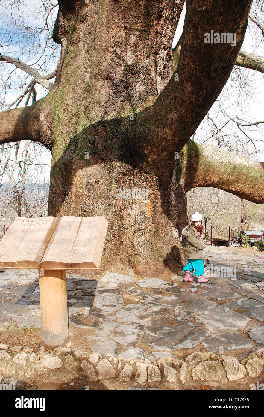 Turkey's ancient tree Turkey's oldest tree, at 600 years old, is