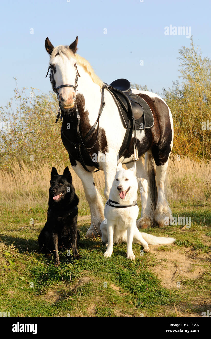 How Are Horses And Dogs Different