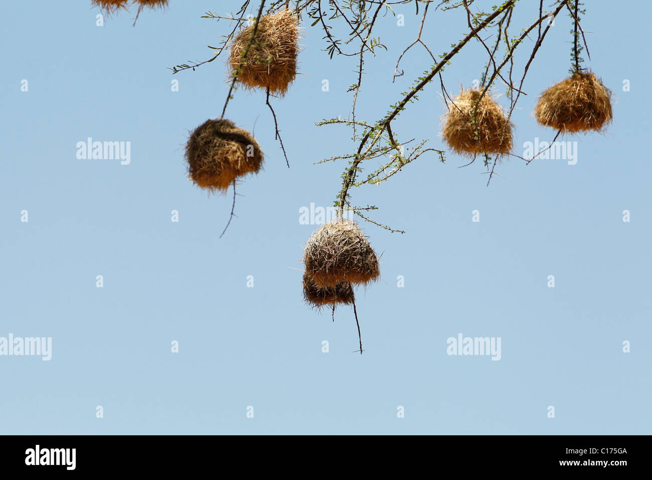 Waever bird's nests hang on an acacia tree in the Samburu National