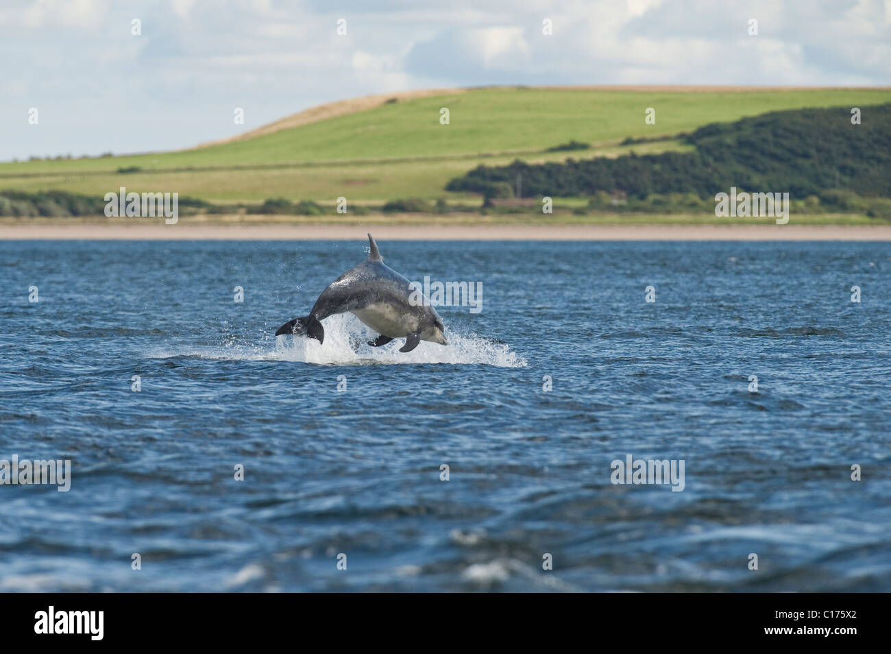 Bottlenose dolphin (Tursiops truncatus) , Moray firth, Scotland, UK. Stock Photo