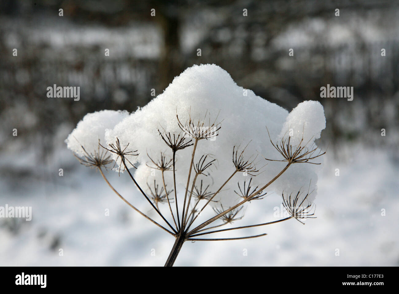 Cow parsley seed head hires stock photography and images Alamy