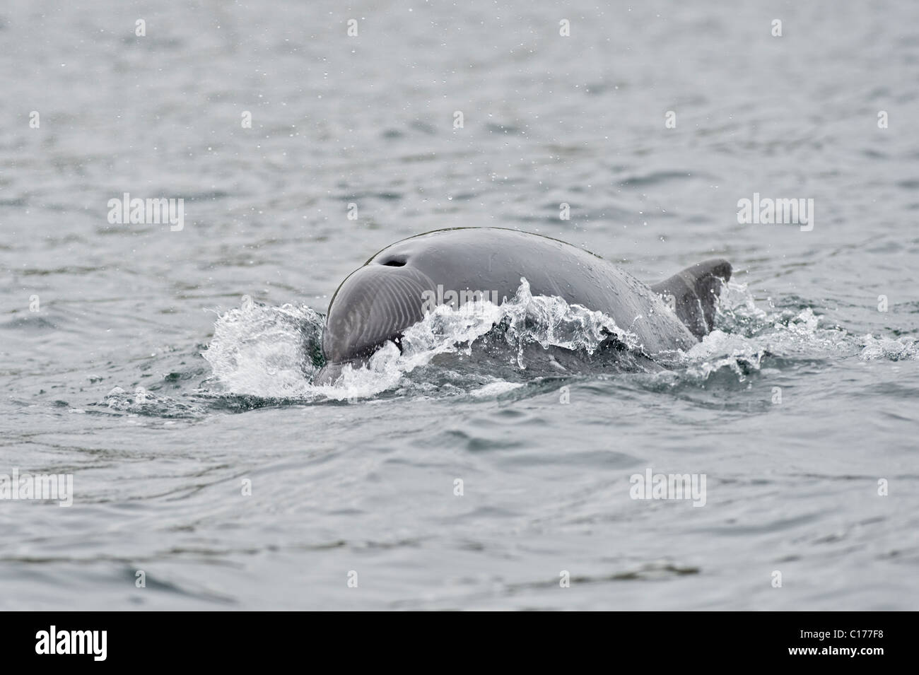 Bottlenose dolphin (Tursiops truncatus) , Moray firth, Scotland, UK. Stock Photo