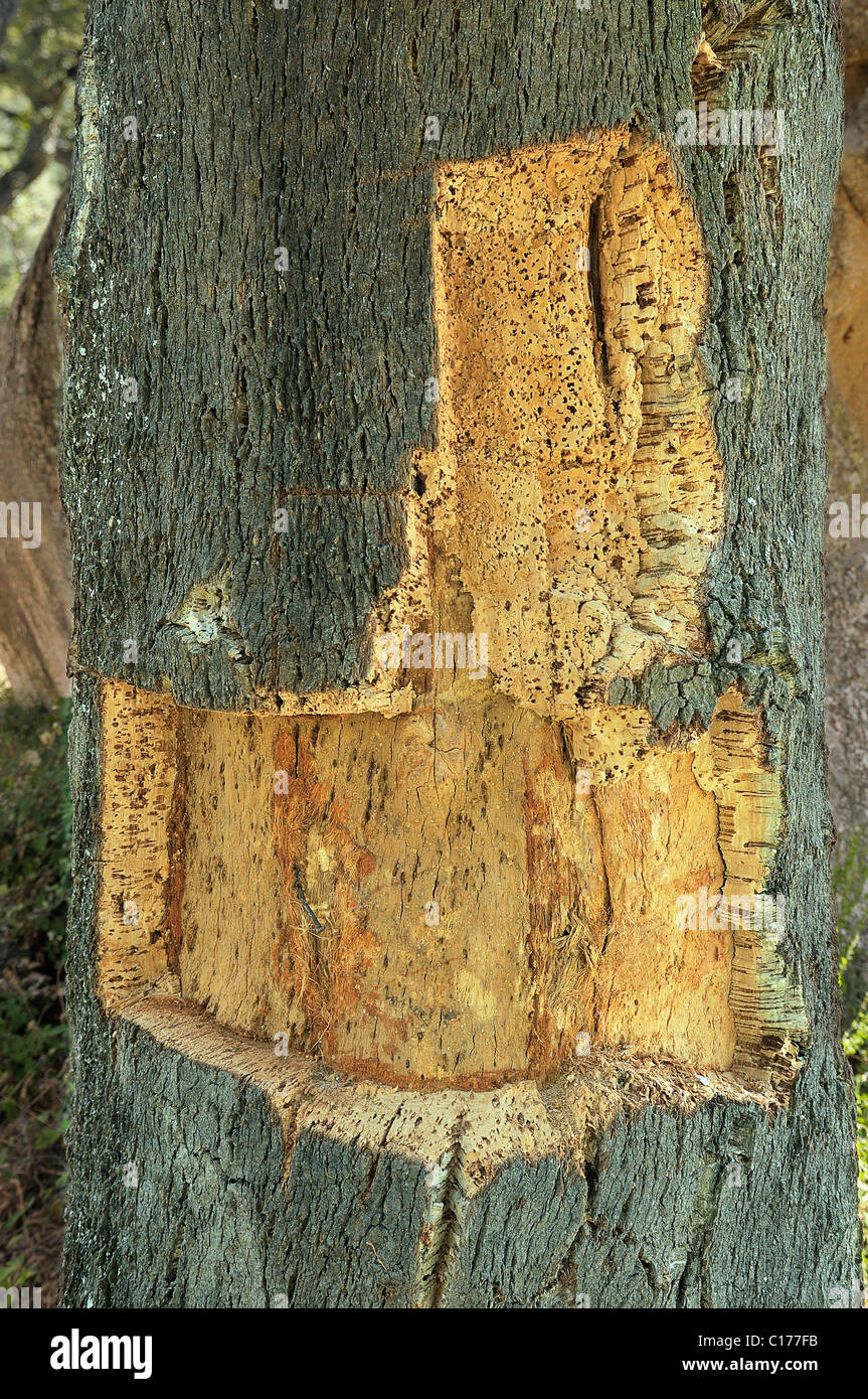Cork, trunk of a Cork Oak (Quercus suber), Sardinia, Italy, Europe Stock Photo